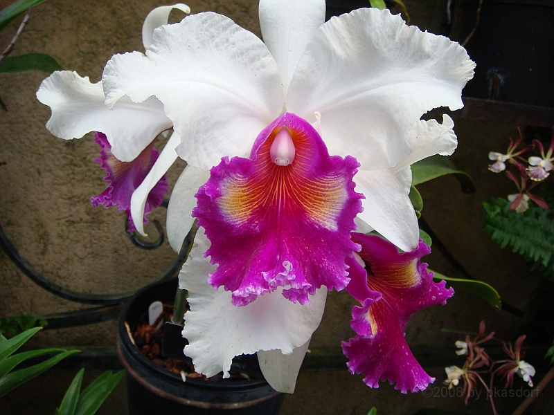 380 Longwood Gardens [2008 August 23].JPG - Longwood Gardens in Pennsylvania